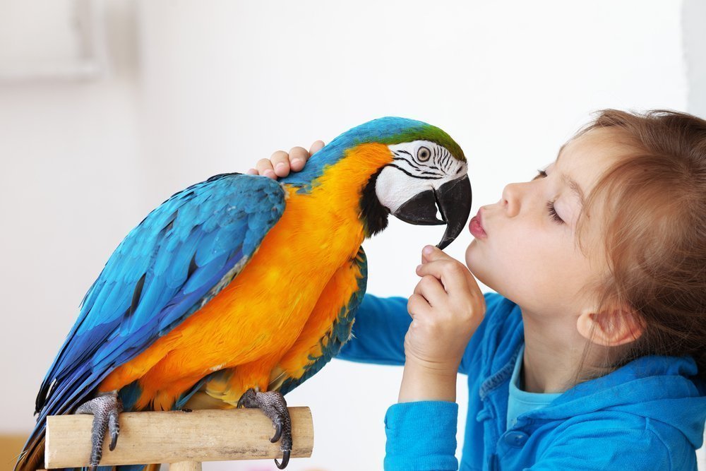 Хобби на долгие годы: привычки поведения попугаев