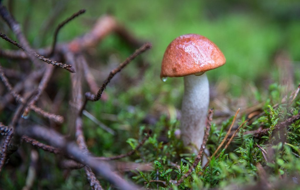 Подосиновик — ценный гриб в рационе питания