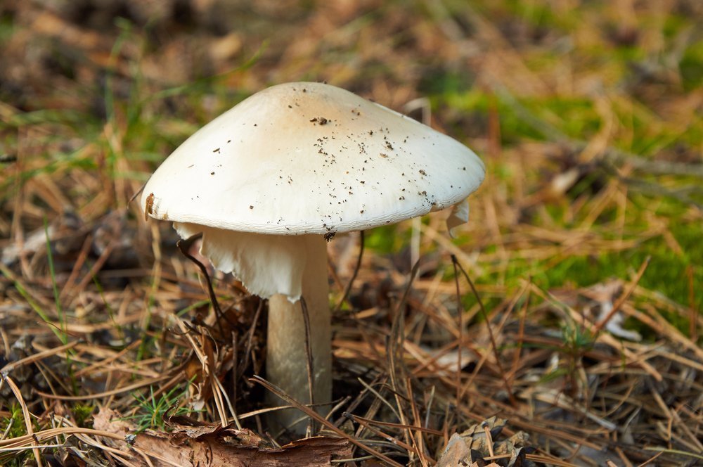 Бледная поганка — гриб с сомнительной репутацией