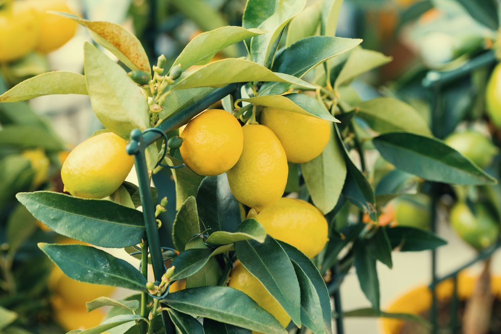Как вырастить дома лимон из черенка?