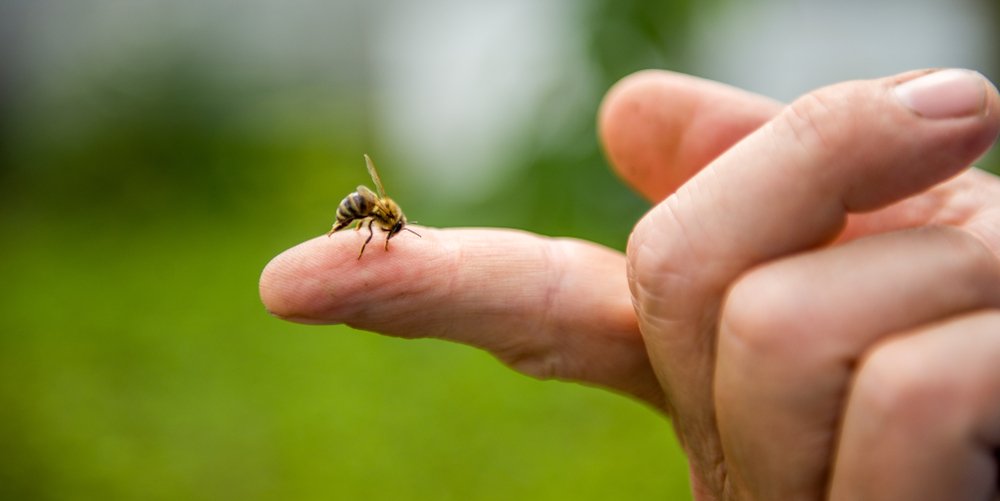 Химический состав и свойства пчелиного яда