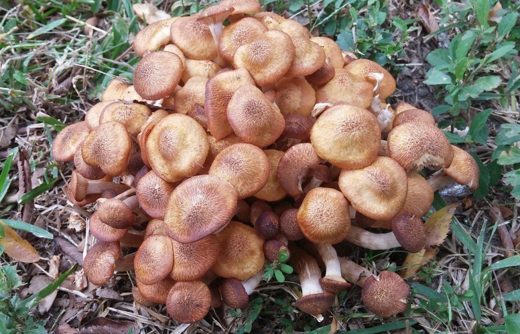 Какие грибы могут вызвать отравление?