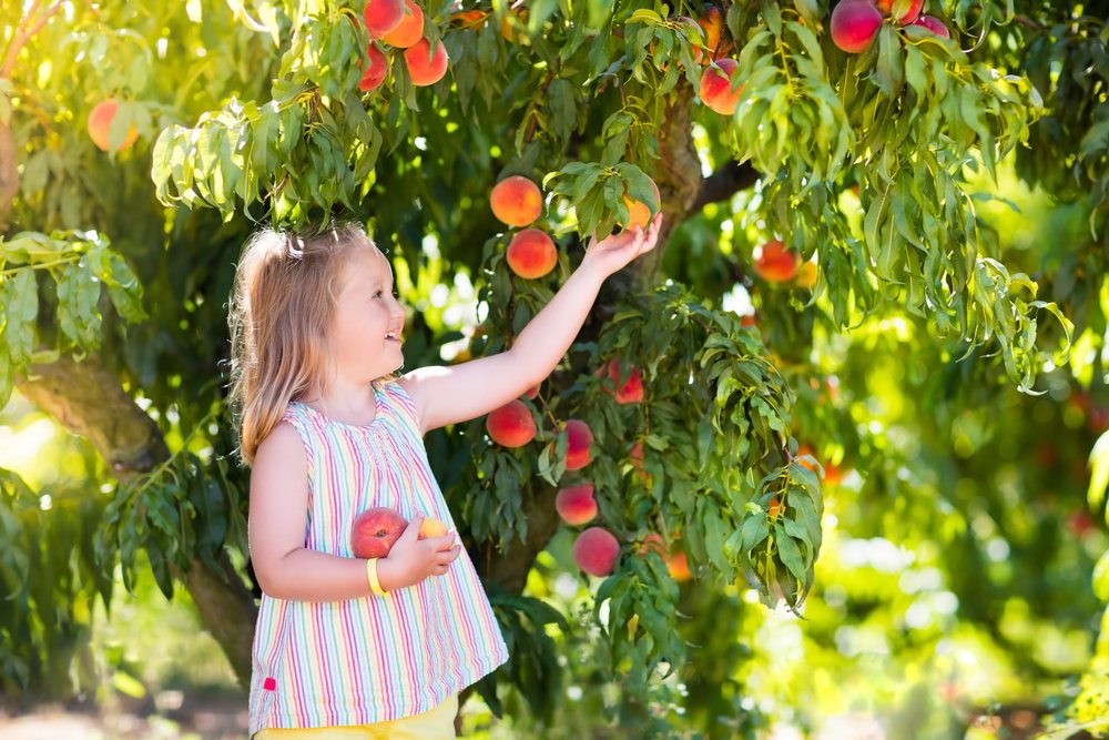 Персики: полезные фрукты