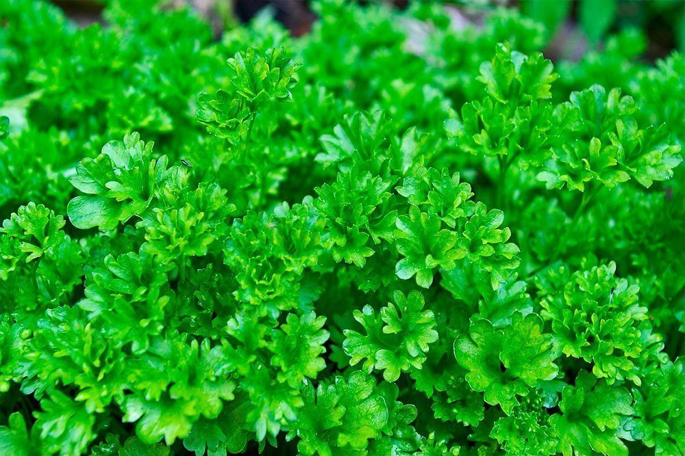 3. Органическая листовая зелень для крепкого здоровья