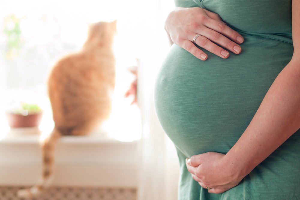 Минусы кошки при беременности: токсоплазмоз, глисты, царапины
