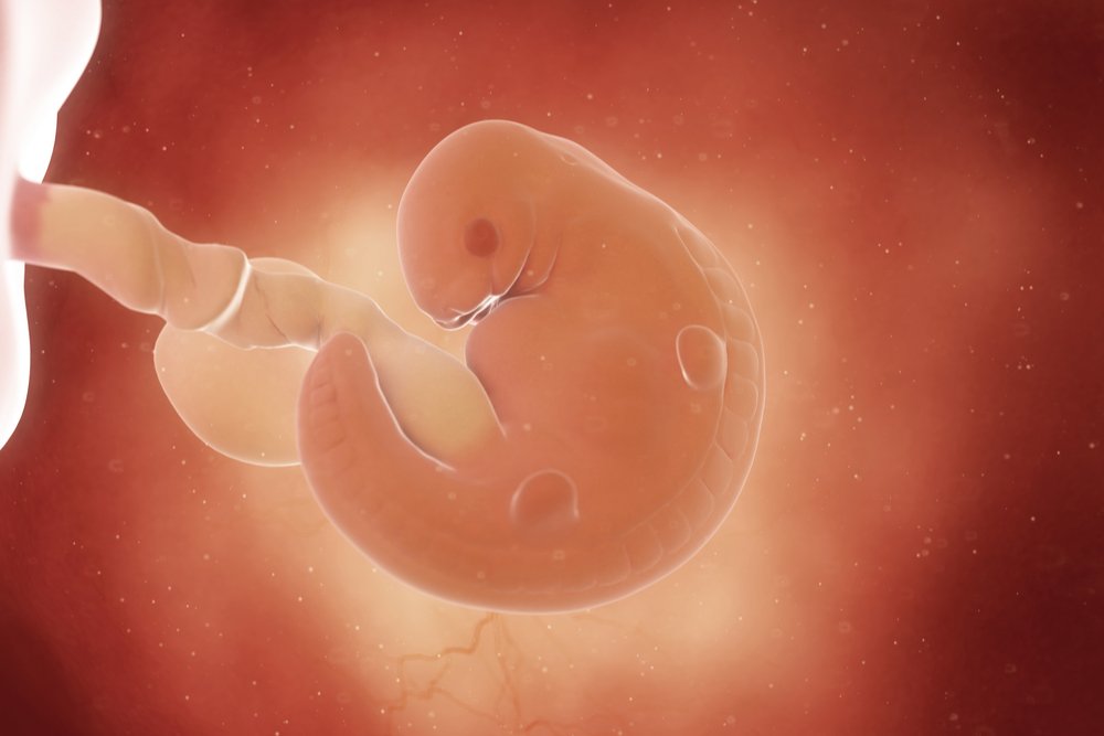 Эмбрион в этом сроке: вес, размер и пол