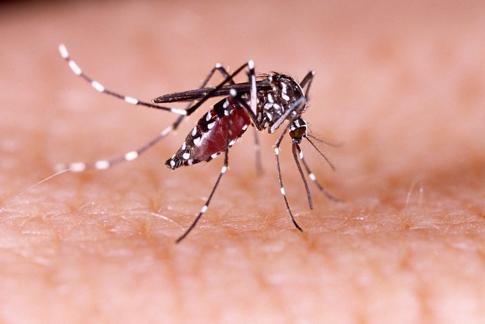 Лихорадка денге: что представляет собой вирус?