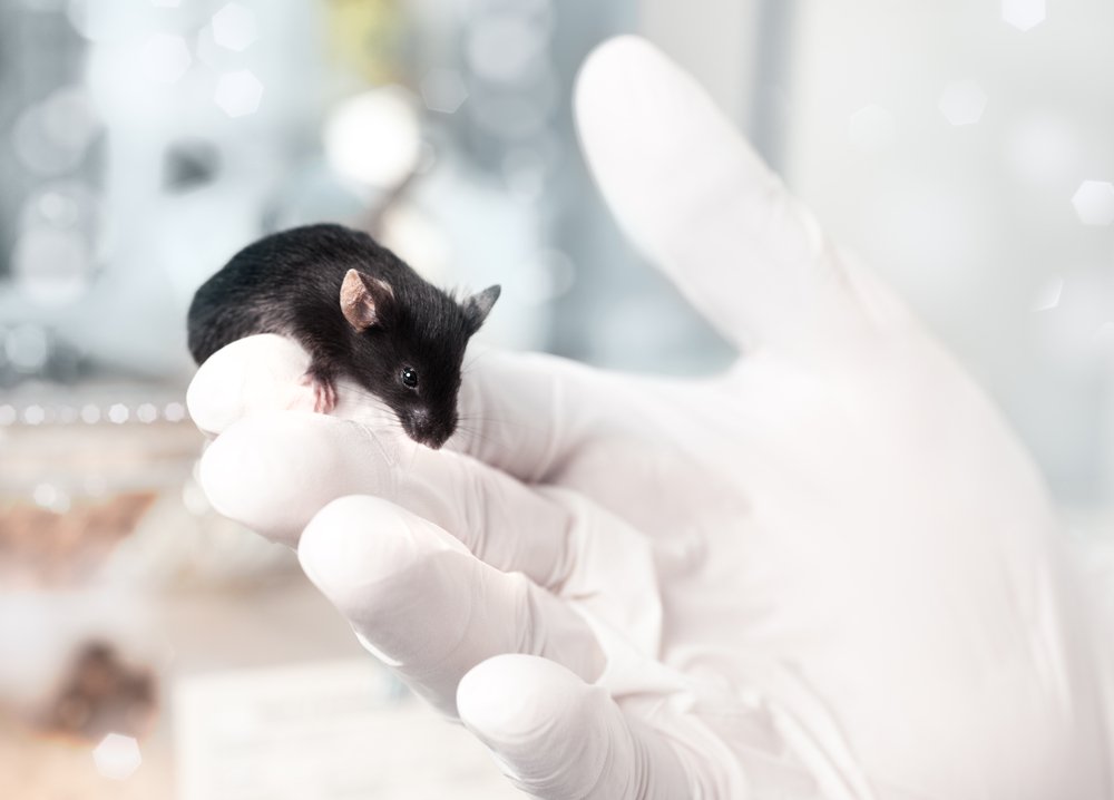 Опасны ли генномодифицированные мыши?