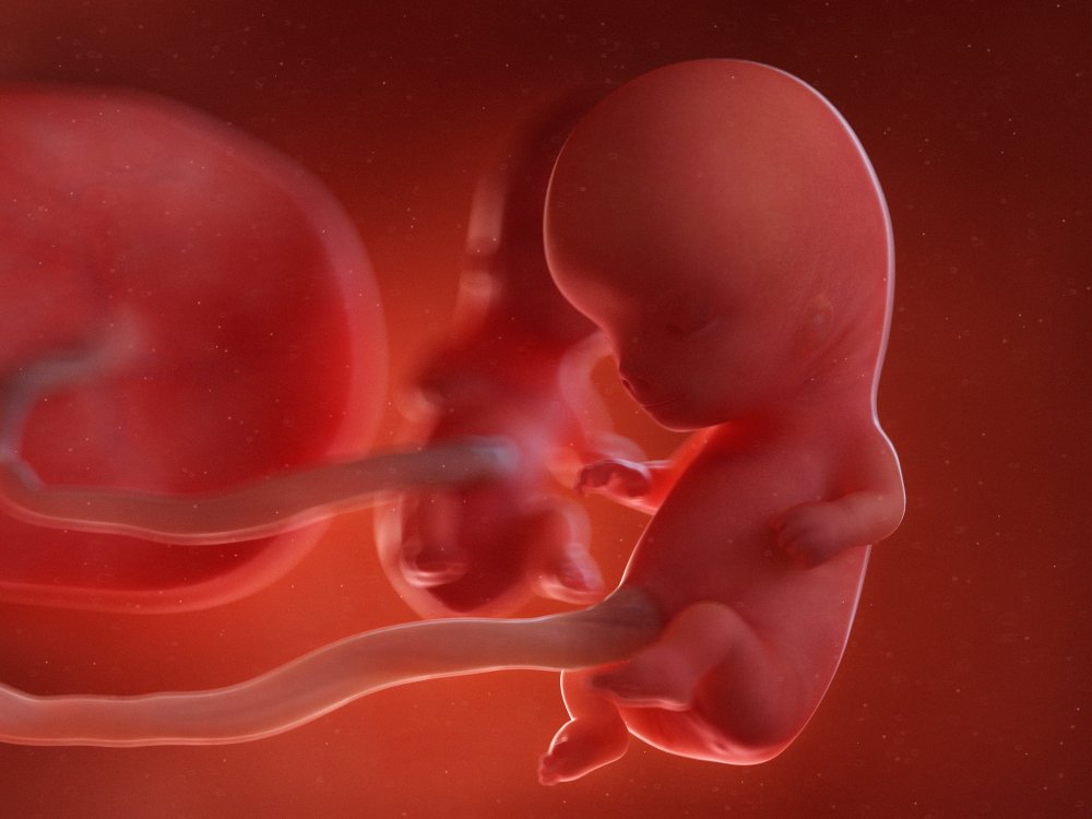 Как выглядит малыш на 9 неделе беременности в утробе фото