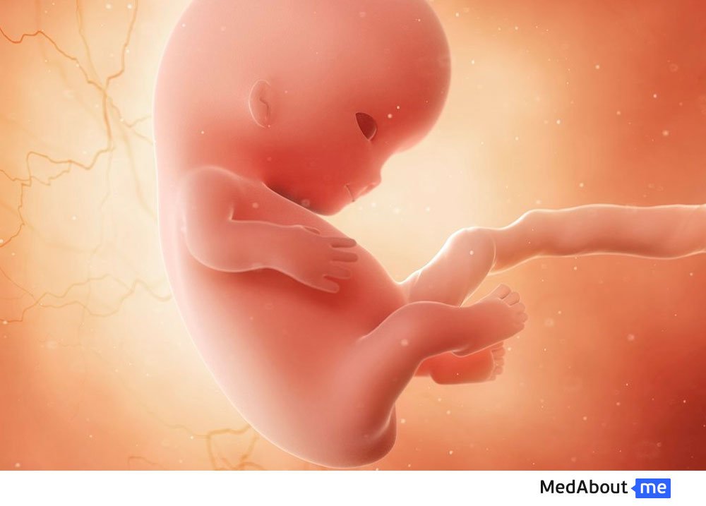 Развитие эмбриона на 8 неделе