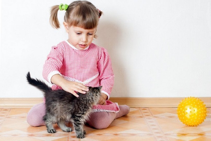Аллергия на кота у ребенка Аллергия на кота у ребенка