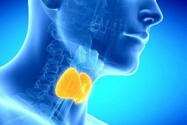 Лечение гормонами щитовидной железы последствия