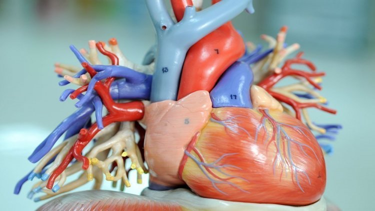 Риски развития болезней сердца