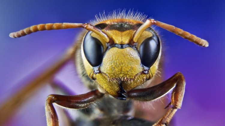 Первая помощь при укусах ос и пчел