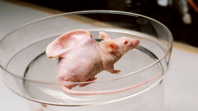 ученые вырастили ухо на спине мыши.jpg