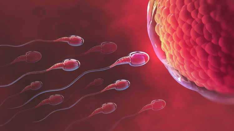 Яйцеклетка: начало пути к зачатию