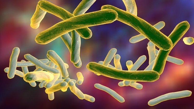 Туберкулез: что нам о нем известно