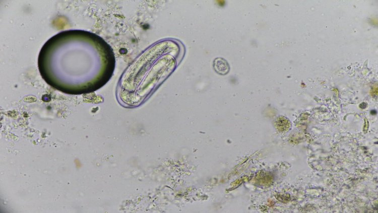 Аскариды — паразиты, живущие в почве
