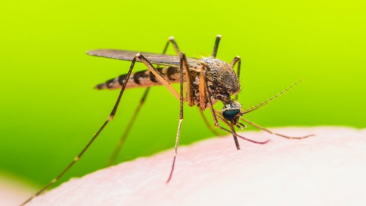 Комары: кровь и болезни