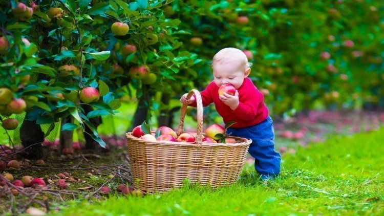 Когда следует давать первые фрукты?