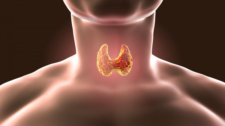 Роль щитовидной железы в организме