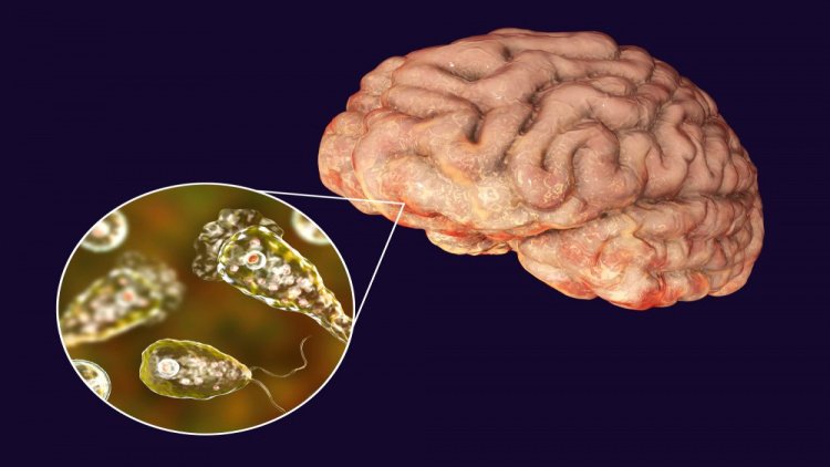 Амеба-мозгоед: инфекция из бассейна