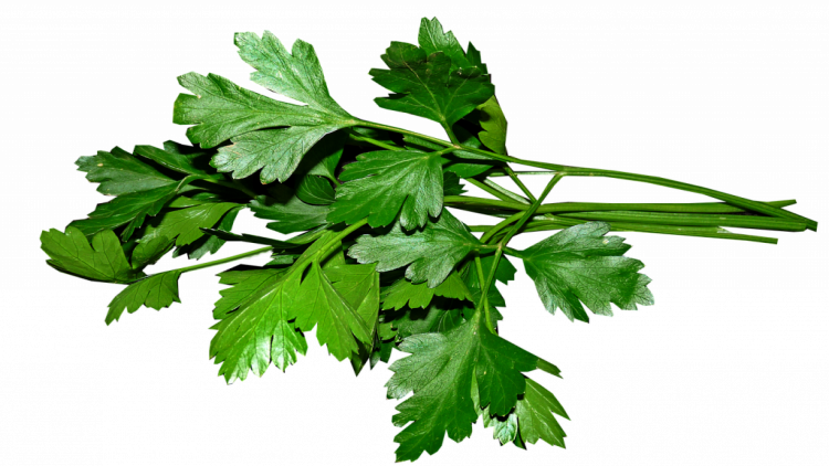 Свежая листовая зелень — ценный источник витамина К