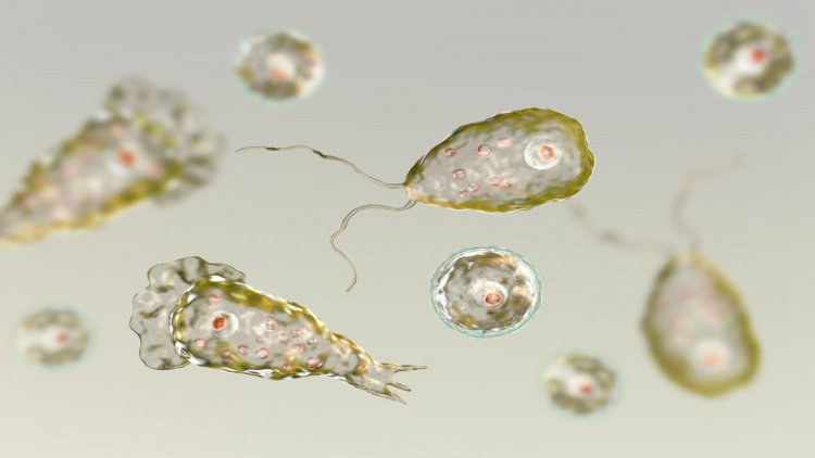 Бактерии и простейшие: в чем отличие?