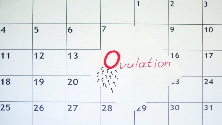 Как рассчитать овуляцию: составляем личный календарь