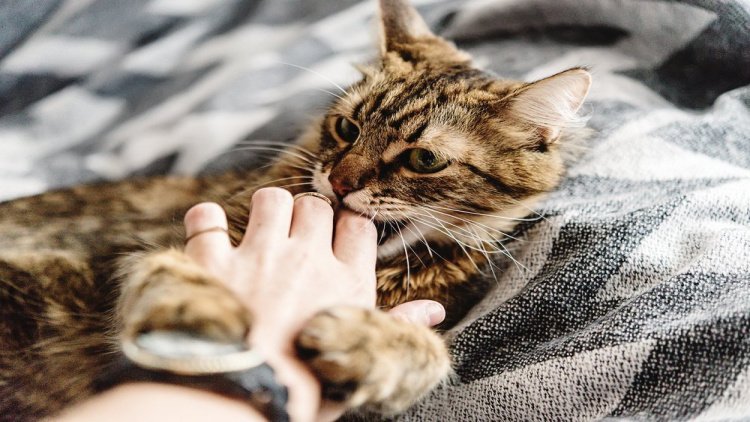 Фелиноз — болезнь кошачьих царапин