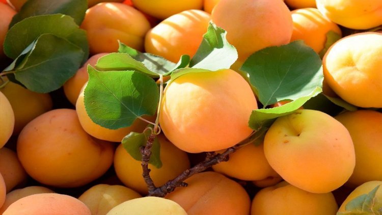 Питание с использованием сезонных фруктов: укрепляем здоровье летом
