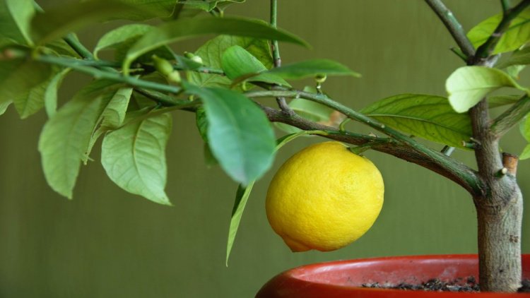 Зачем выращивать лимонное дерево?