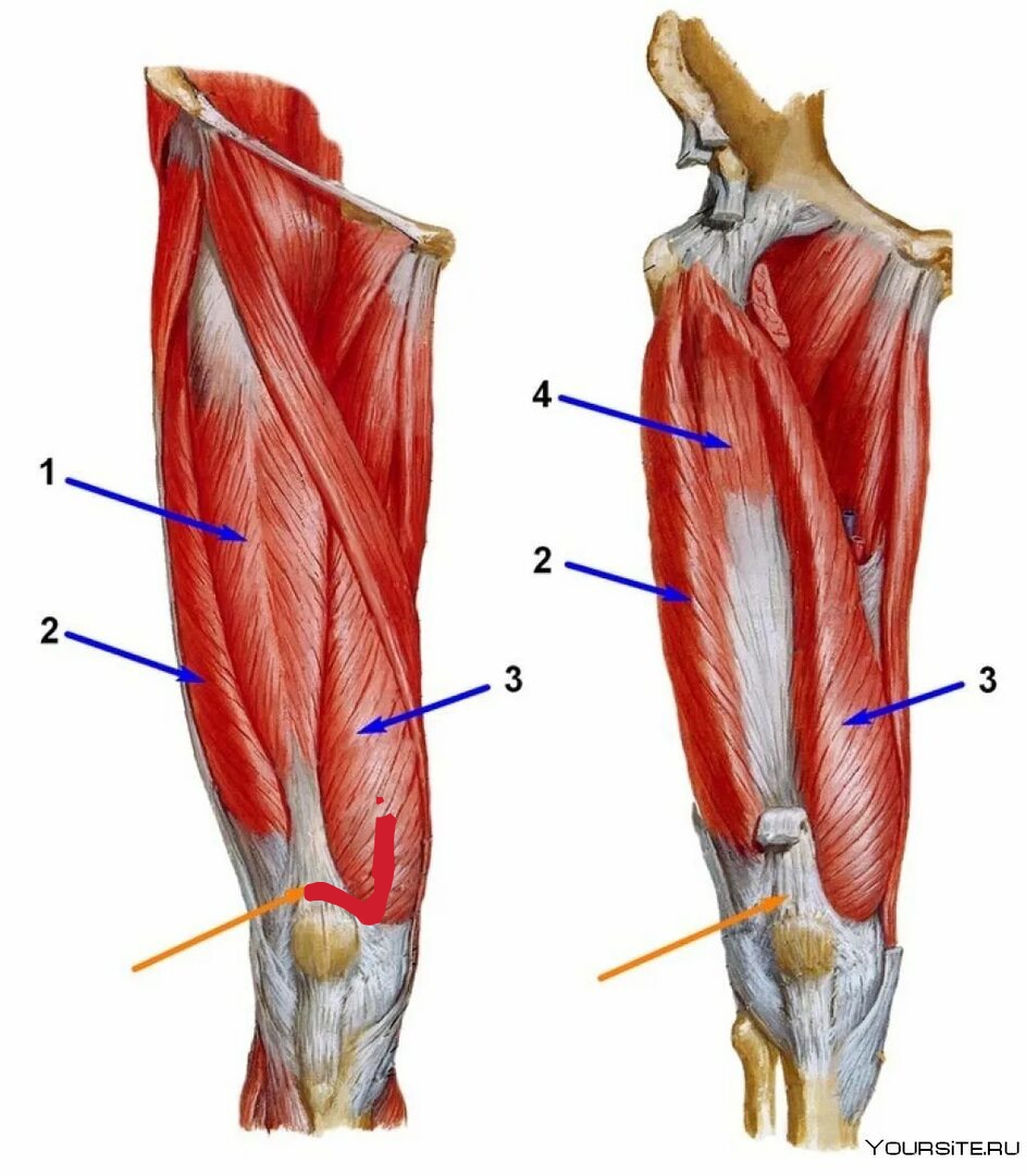 Musculus Longus Colli